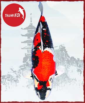 Bán Cá Koi tại Non Bộ Thanh Sơn